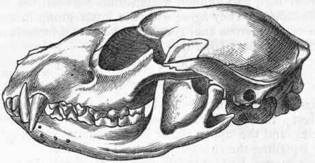 Fig. 429.   Skull of Racoon (Procyon lotor). (After Giebel.)