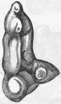 Fig. 434.   Crown of the left upper carnassial of the striped Hyaena (H. striata), of the natural size.