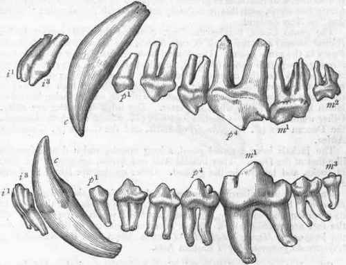 Fig. 435.   Dentition of the Wolf (Canis lupus): p4 Upper carnassial; m1 Lower carnassial.