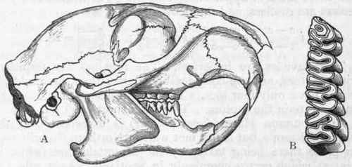 Fig. 438. A, Side view of the skull of Sciurus (Cynomys) Ludovicianns; B, Molar teeth of the upper jaw of the Beaver (Castor fiber). (After Giebel.)