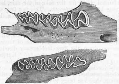 Fig. 439.   Molar teeth of the Water rat (Arvicola amphibius).