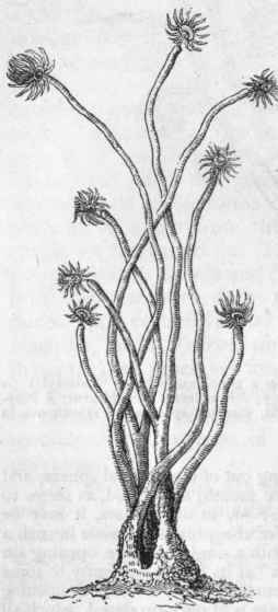 Fig. 44.   Corynida. Fragment of Tubularia indivisa, natural size.