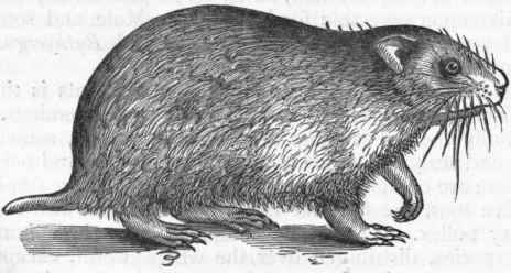Fig. 440.   Common Hamster (Cricetus vulgaris).