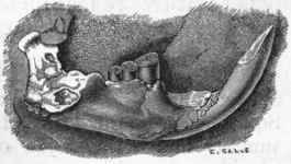 Fig. 441.   Jaw of Trogontherium Cuvieri. Post pliocene.