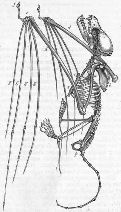 Fig. 442.   Skeleton of the Mouse coloured Bat (Vespertilio murinus). a Humerus; b Scapula; d Radius, with the rudimentary ulna at its proximal end; e Carpus; f Thumb; gg Metacarpal bones; s s Sternum; p Pelvis; i Supplementary bone attached to the calcaneum.