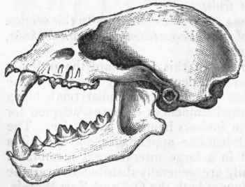 Fig. 443.   Skull of the Javelin Bat (Phyllostoma has tatum), showing the large canines, and cuspidate molars.
