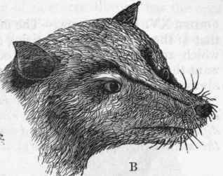 Fig. 444.   A, Head of Vampire bat (A lectops ater) ; B, Head of Fox bat (Pteropus personatus). (After Gray.)