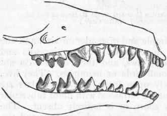 Fig. 445.   Dentition of the common Mole (Talpa Europaea).
