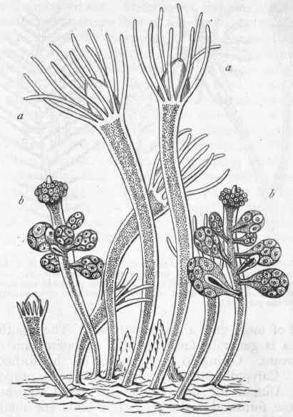 Fig. 45.   Group of zooids of Hydractinia echinata, enlarged. (After Hincks.) a a Nutritive zooids ; b b Generative zooids, carrying sacs filled with ova.