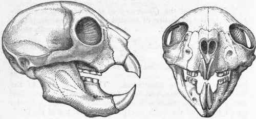 Fig. 450.   Skull of the Aye aye (Cheiromys), viewed laterally and from the front. (After Owen.)