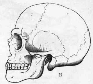 Fig. 453.   A, Skull of the Orang utan. B, Skull of an adult European.