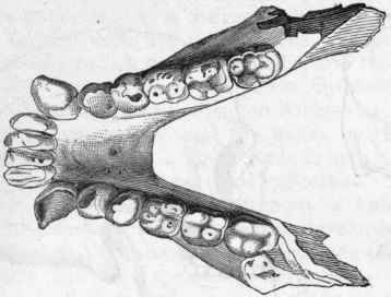 Fig. 454.   Lower jaw of Pliopithecus antiquus. Miocene.