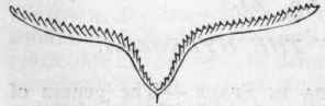 Fig. 67.   Didymograptus V fractus.