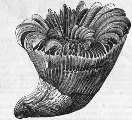 Fig 74.   Caryophyllia borealis. A simple sclerodermic Coral, twice the natural size. (After Sir Wyville Thomson.)