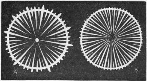 Fig. 75.   Diagram of the arrangement of the septa in the Zoantharia sclerodermata and Rugosa. A, Transverse section of a simple sclerodermic Coral (Turbinolid), showing the theca, with its projecting ridges or 