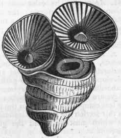 Fig. 78.   Calicular gemmation as seen in Lonsdaleia floriformis. Carboniferous.