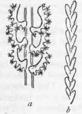 Fig. 82.   Pennatulidae. Virgularia mirabilis. a A portion of the stem in the living condition, enlarged; b Portion of the stem in its dead condition.