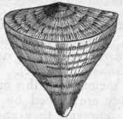 Fig. 88.   Calceola sandalina. An operculate Rugose Coral. Devonian.