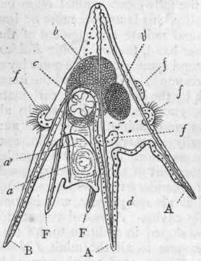 Fig. 92.   Larva of Echinus (after J. Muller). A A, Front arms with their internal skeleton ; F F, Arms of the mouth process; B, Posterior side arm; a Mouth; a' OEsopha gus; b Stomach; b' Intestine; d Ciliated bands; f f Ciliated epaulets ; c Disc of the future Echinus.