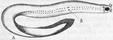 Order II Marsipobranchii Cyclostomi Owen and Cyclo 325