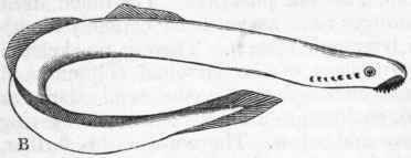 Order II Marsipobranchii Cyclostomi Owen and Cyclo 326