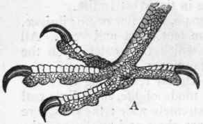 Order VI Raptores Aetomorphae 424