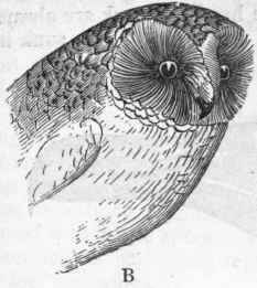 Order VI Raptores Aetomorphae 426