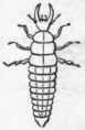 Order VII Neuroptera Odonata 232