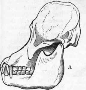 Section C Catarhina 547
