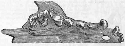 Section III Digitigrada 525