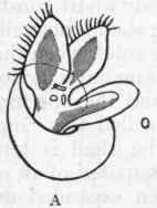Shell Of The Gasteropoda 270