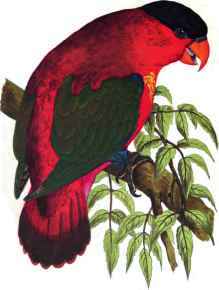 Purple-capped Lory.