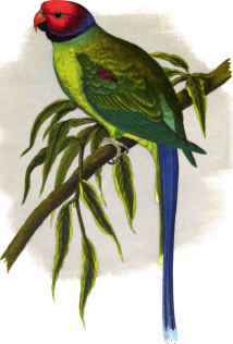 BLOSSOM -HEADED PARRAKEET.