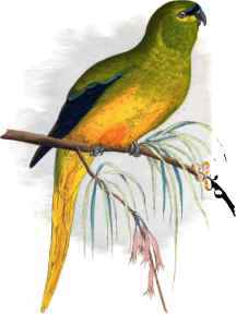 ELEGANT PARRAKEET.