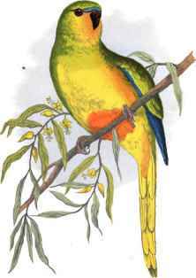 ORANGE BELLIED PARRAKEET.