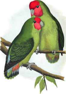 ROSY FACED - LOVE BIRD.