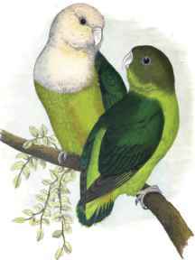 GREY HEADED OR MADAGASCAR LOVE-BIRD.