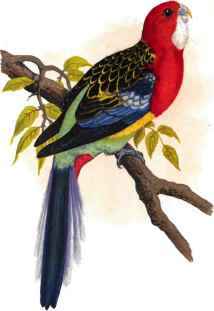 ROSE - HILL OR ROSELLA.