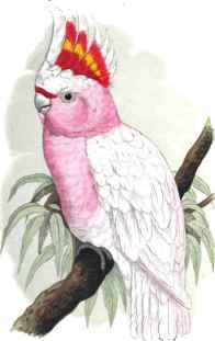LEADBEATER Cockatoo.