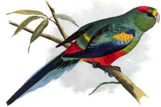 MANY-COLOURED PARRAKEET.