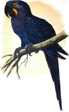 Hyacinthine Macaw.