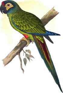 ILLIGER'S MACAW.