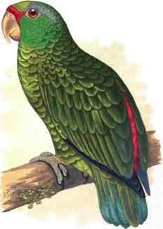 Festive Amazon Parrot.