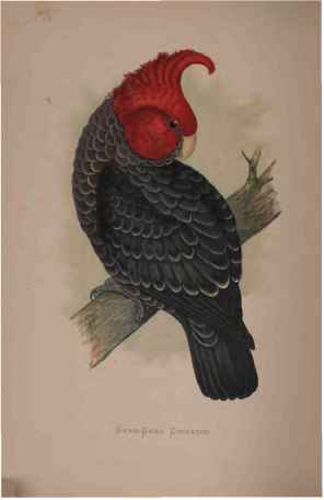 Gang-Gang Or Ganga Cockatoo.