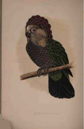 Hawk-Headed Or Ruffed Parrot.