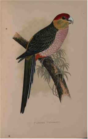 Pileated Parrakeet