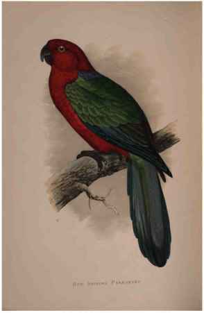 Red Shining Parrakeet.