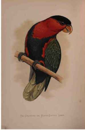 Tri-Coloured Or Black-Capped Lory.