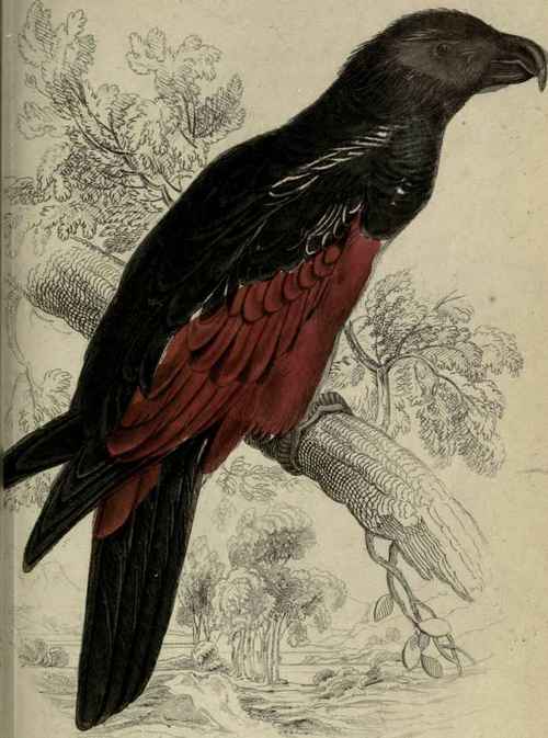 Plate 17. Dasyptilus Pequetii.