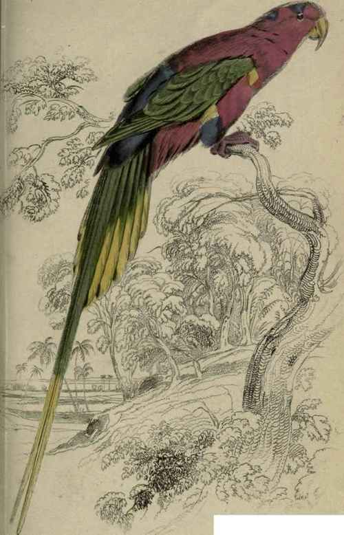 Plate 19. Charmosyna Papuensis.